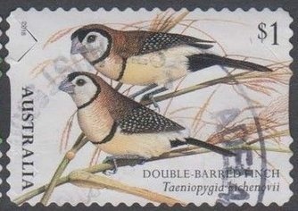 Snow Gums, Namadgi National Park, ACT