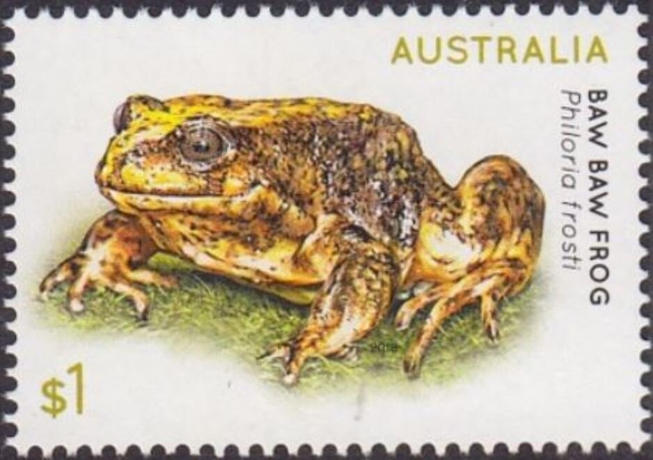 Blue Grenadier (Macruronus novaezelandiae)