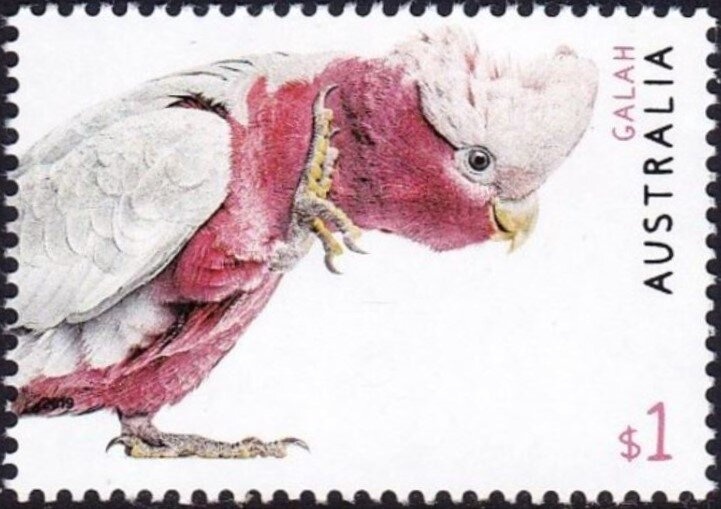 Orange-bellied Parrot/Northern Quoll