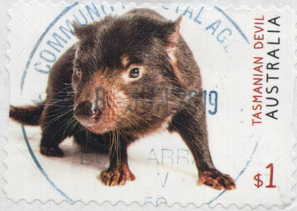 Red Kangaroo (Osphranter rufus)