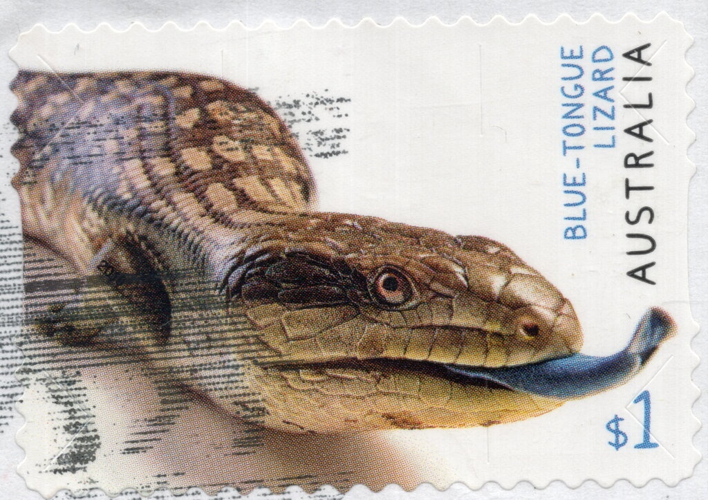 Brown and White Border Collie