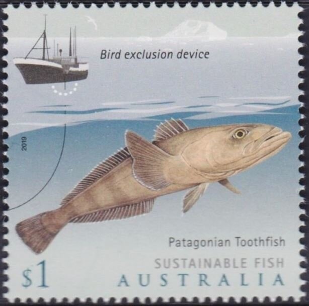 Patagonian Toothfish (Dissostichus eleginoides)