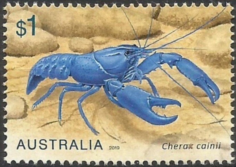 River Mint (Mentha australis)