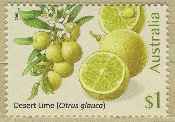 Nudibranch (Godiva sp.)