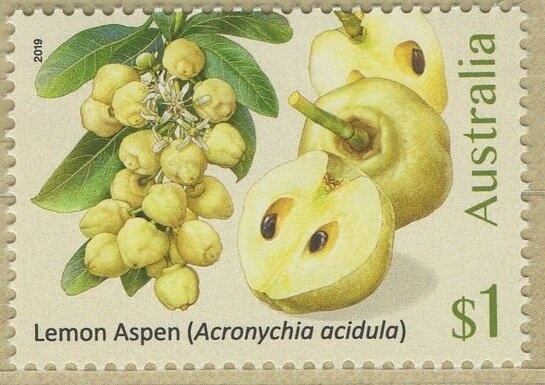 Stylised Wattle 2016