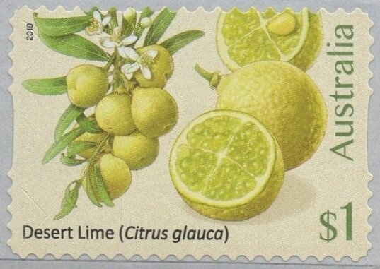 Koala (Phascolarctos cinereus)