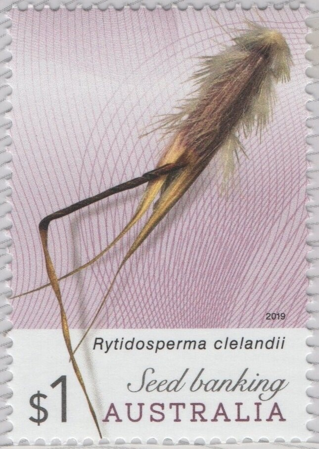 Northern Quoll (Dasyurus hallucatus)