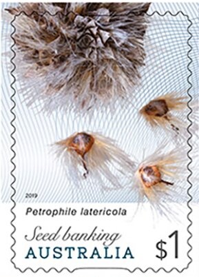 Little Penguin (Eudyptula minor) at Phillip Island, Victoria