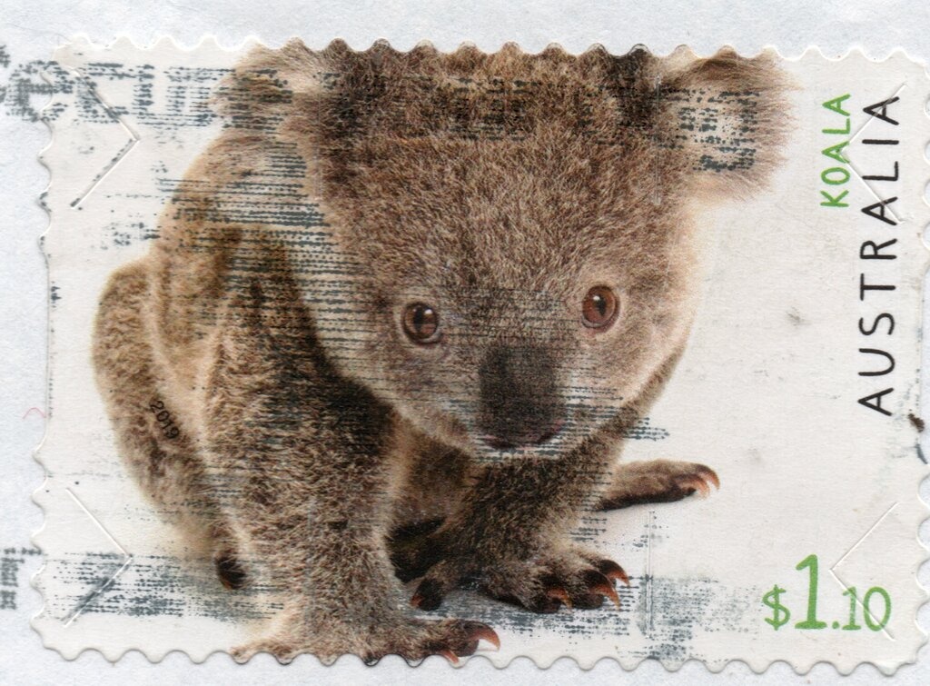 Desert Lime (Citrus glauca)