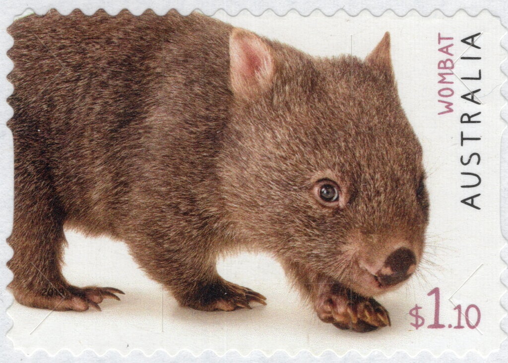 Cinnamon Wattle (Acacia leprosa var Scarlet Blaze)