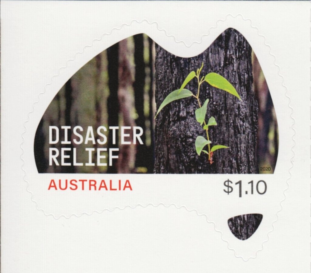 Plumed Whistling Duck (Dendrocygna eytoni)