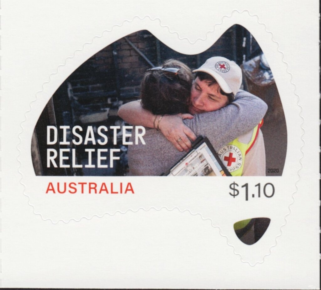 Brown and White Border Collie