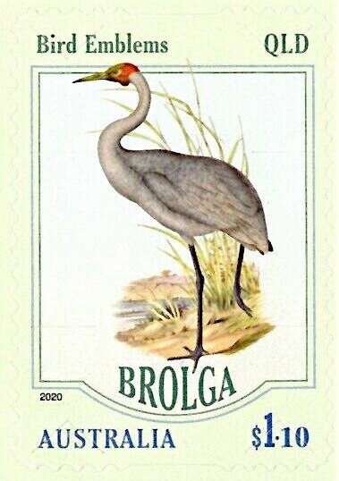 Semi-imperforate RED-BACK SPIDER