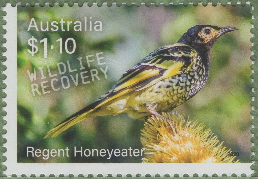 Stonefish (Synanceia verrucosa)