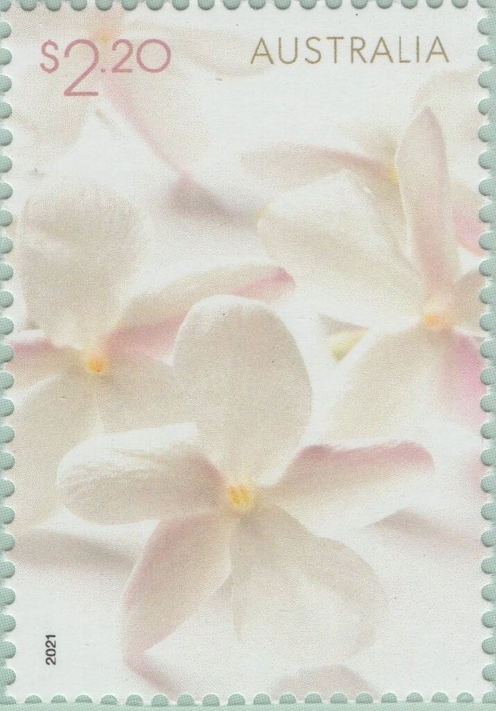 Southern Lights (Aurora Australis)