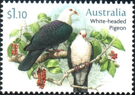 Cape Byron, NSW, 1901