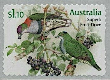 Nest Box, Striated Pardalote (Pardalotus striatus)