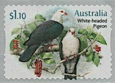 Women's 4x100 Freestyle Swimming Relay