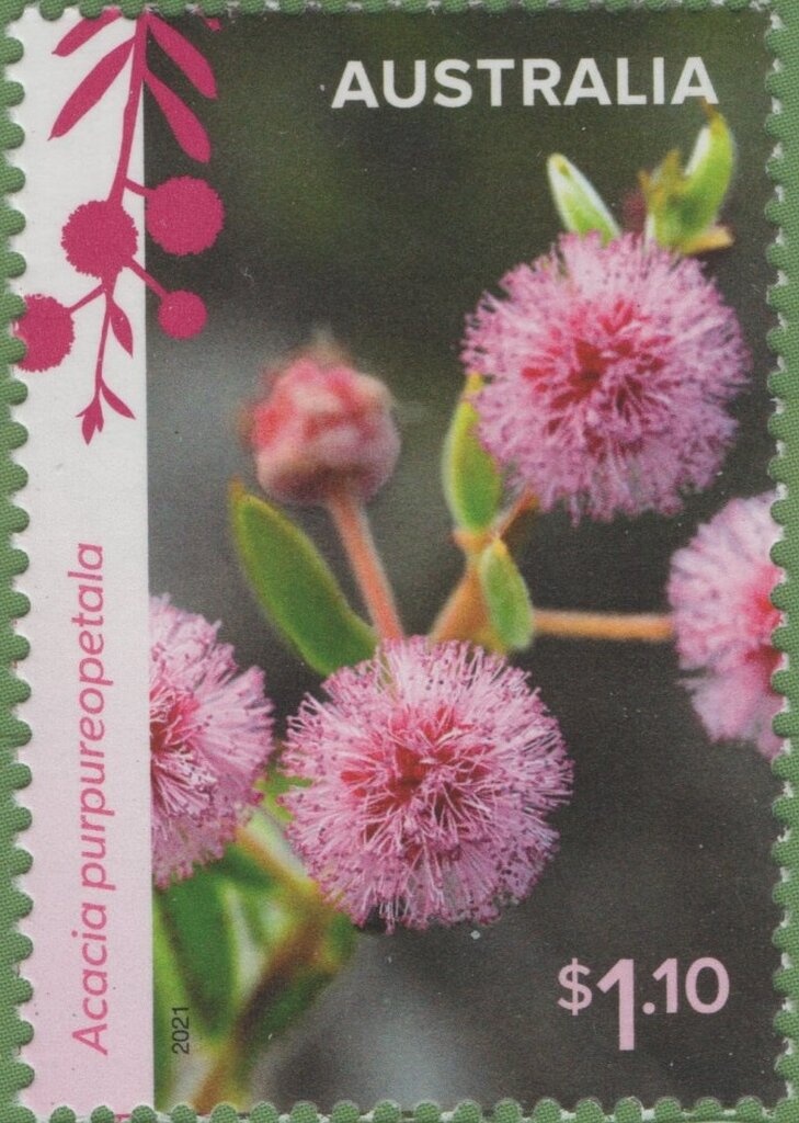 Southern Lights (Aurora Australis)