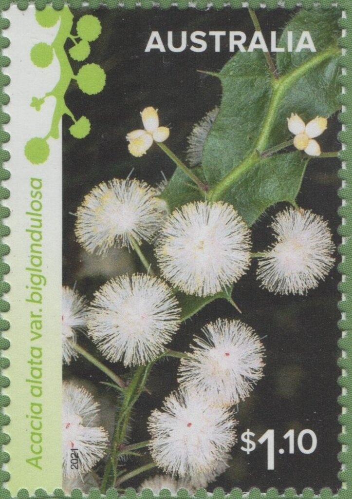 Opalized Theropod Tooth