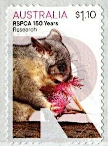 Entire Marshwort (Nymphoides geminata)