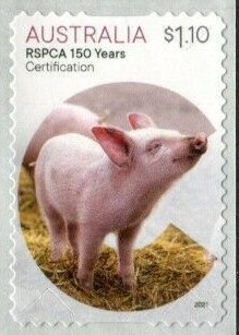 Red Kangaroo (Osphranter rufus)