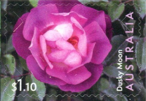 Topknot Pigeon (Lopholaimus antarcticus)