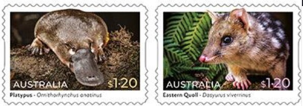 Gunniopsis quadrifida