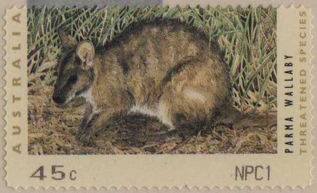 Western Lowland Gorilla (Gorilla gorilla gorilla)