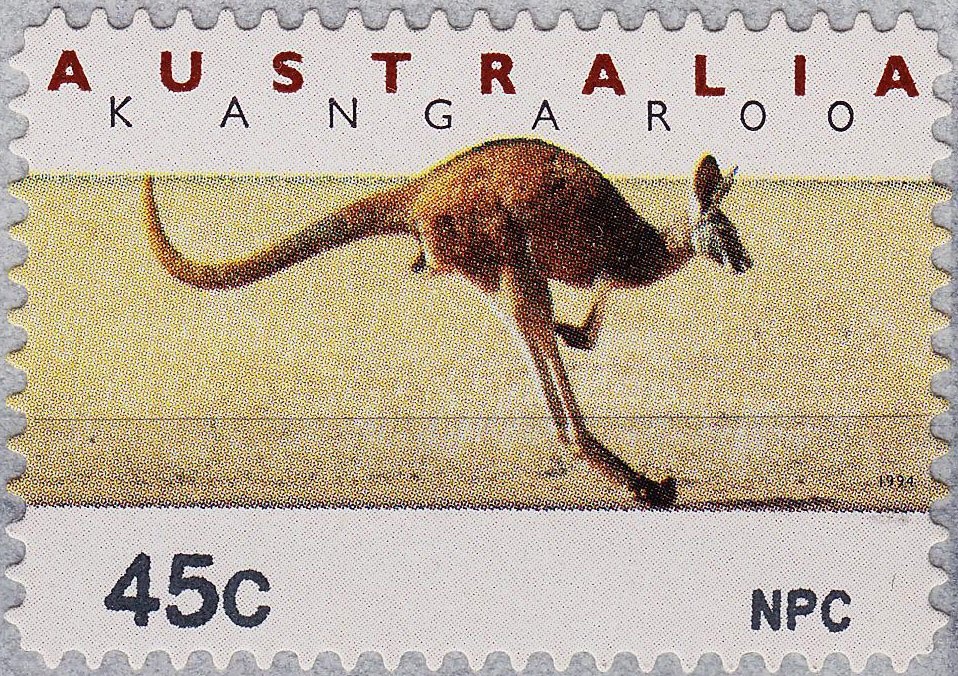 Blue Grenadier (Macruronus novaezelandiae)