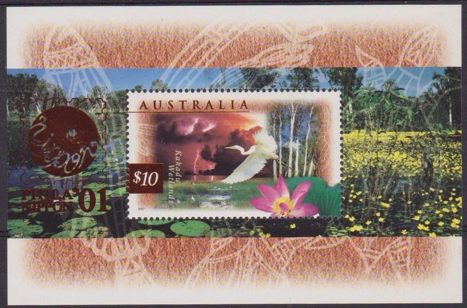 Great Knot (Calidris tenuirostris)