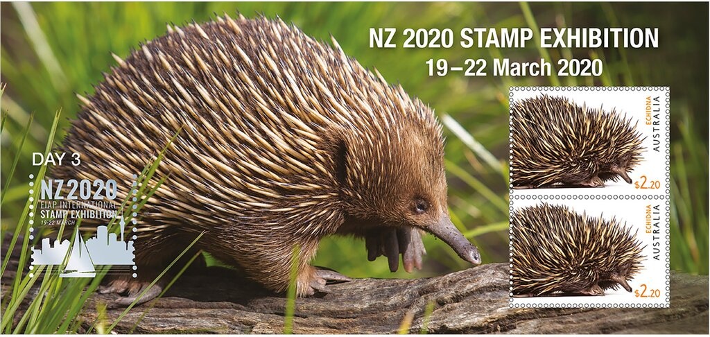 Eastern Quoll (Dasyurus viverrinus)