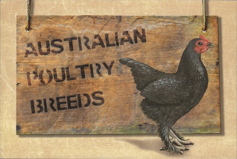 Cinnamon Wattle (Acacia leprosa var Scarlet Blaze)