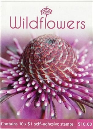 Lion's Mane (Cyanea annaskala)