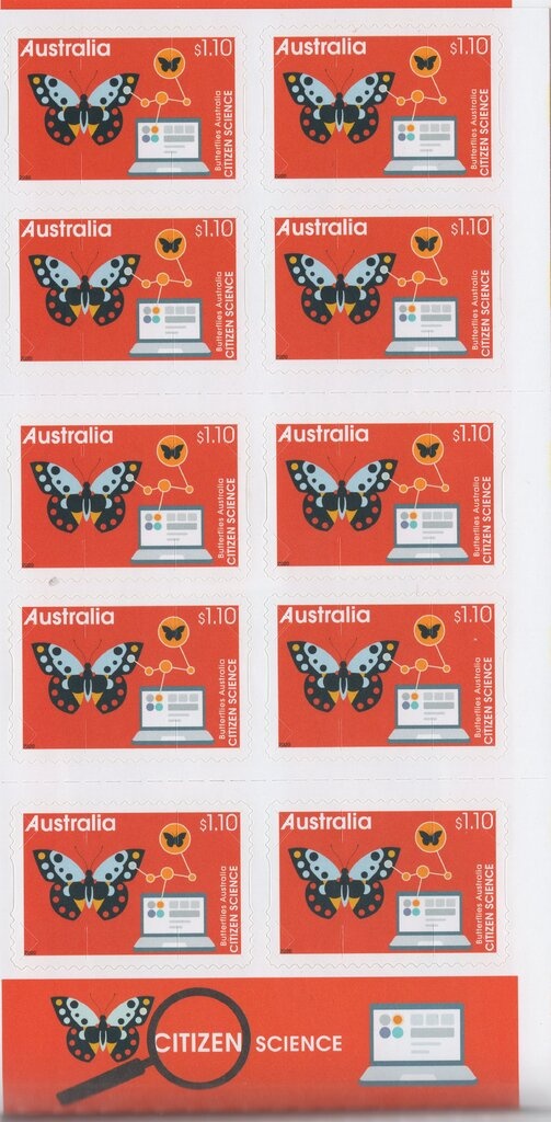 Melaleuca linariifolia