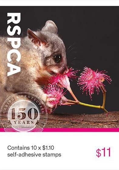 Redfin Blue Eye (Scaturiginichthys vermeilipinnis)