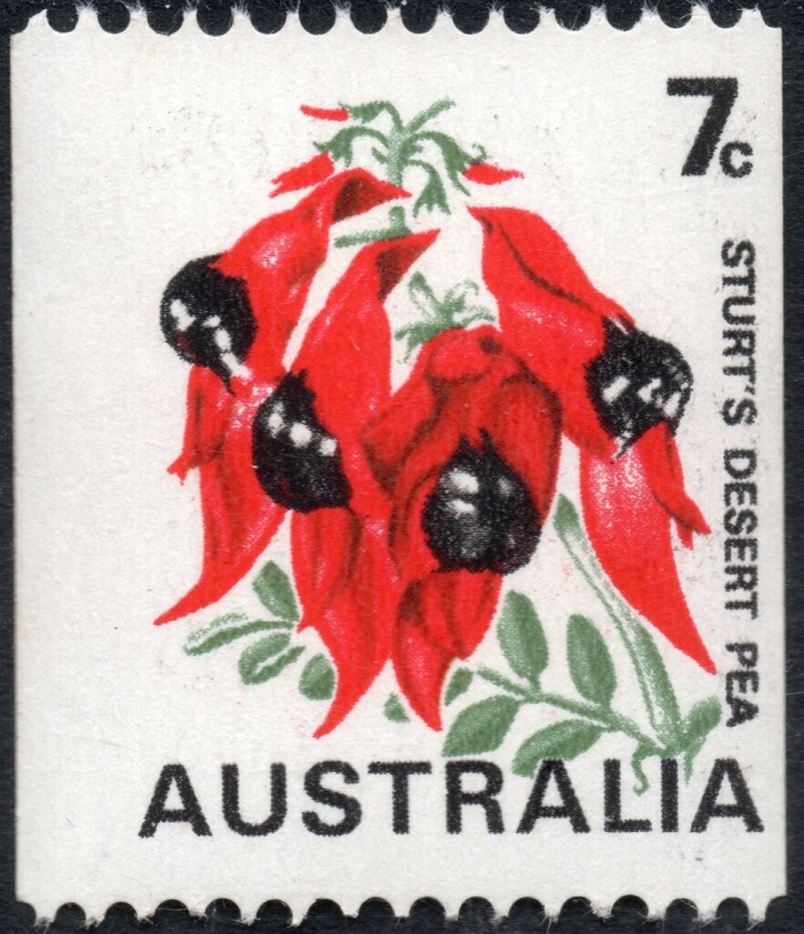 Eastern Grey Kangaroo (Macropus giganteus)