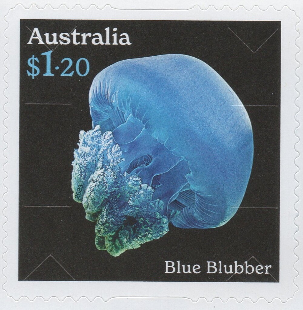 Lion's Mane (Cyanea annaskala)