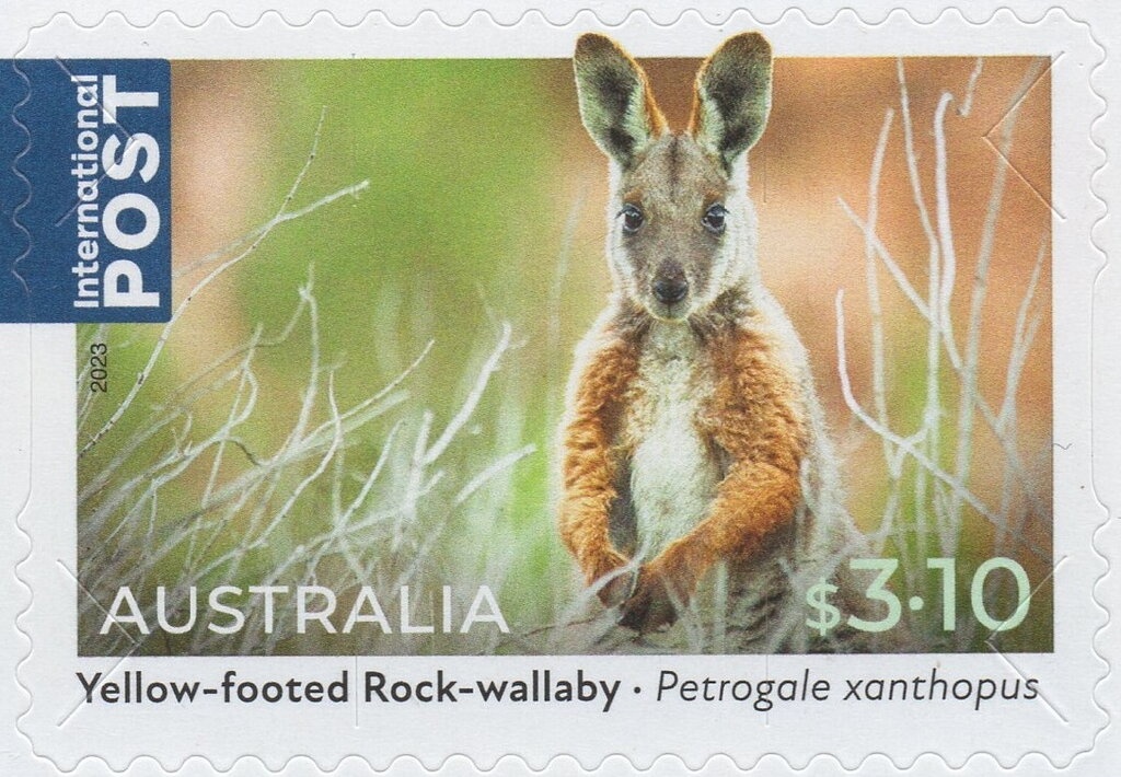 Kangaroo and Map, Perforated OS