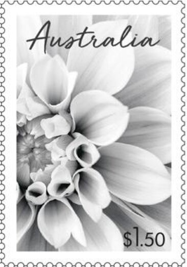 Head of Crabeater Seal (Lobodon carcinophagus)