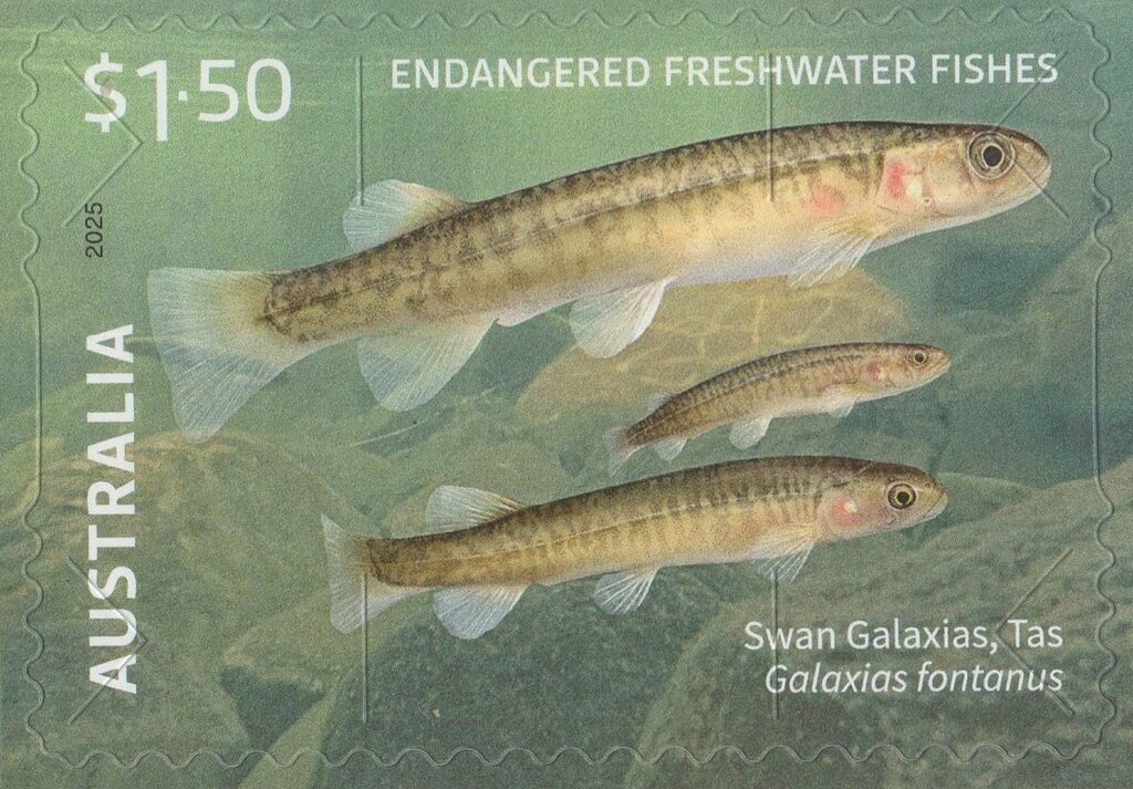 Black-Breasted Buzzard (Hamirostra melanosternon)