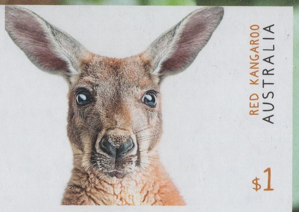 Humpback Whale Feeding on Krill