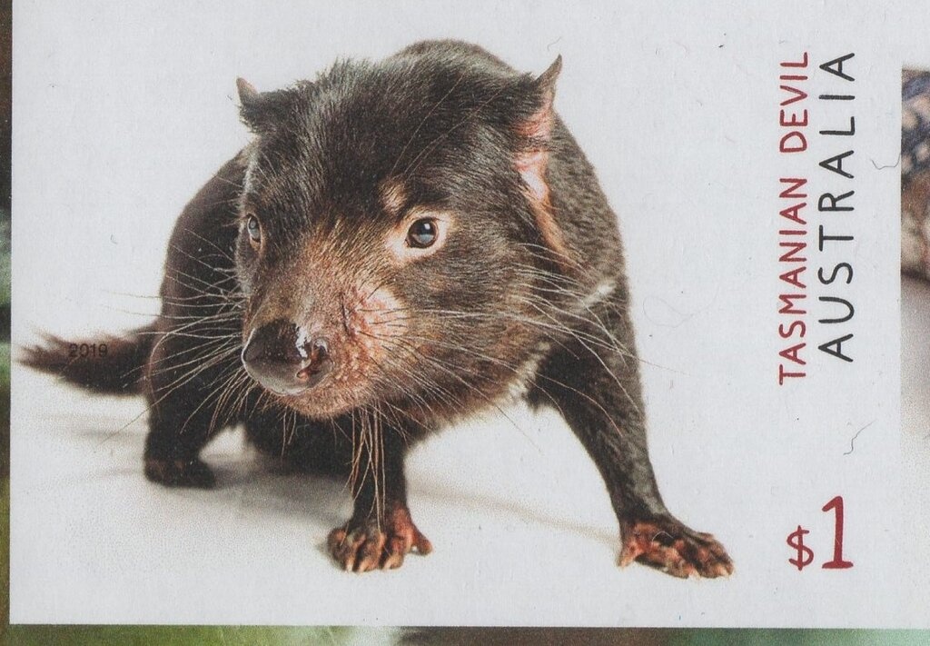 Tagging of the Emperor Penguin (Aptenodytes forsteri)