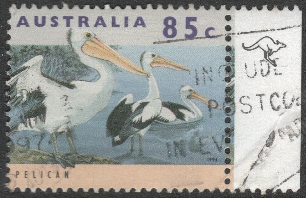 Corriedale (Ovis aries)