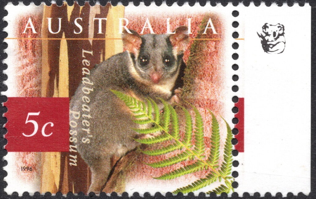 Southern Elephant Seal (Mirounga leonina) with Pup