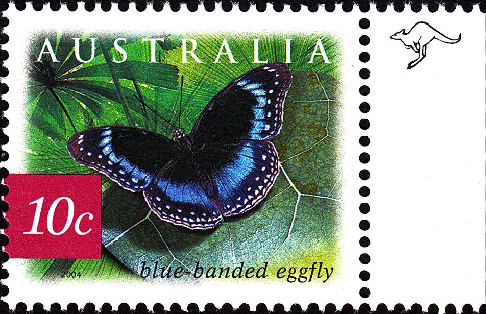 Coral Rabbitfish 2nd Reprint - 2 koalas