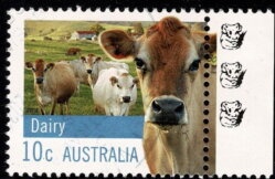 Two Dogs (Pockets & Pippin)