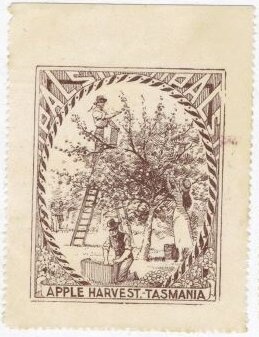 Tiger Egg Cowrie (Cuspivolva tigris)