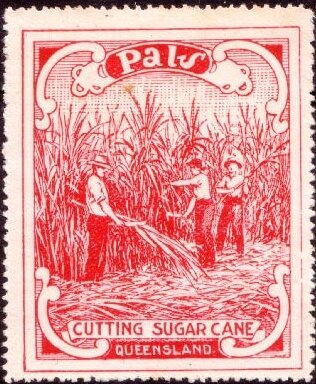 Mangles Kangaroo Paw (Anigozanthos manglesii) - (1st Reprin…