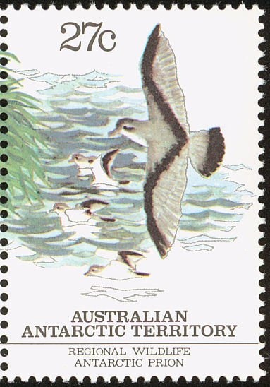 Hourglass Dolphin (Sagmatias cruciger) and "Nella Dan"